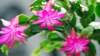 遇见那株奇特的树