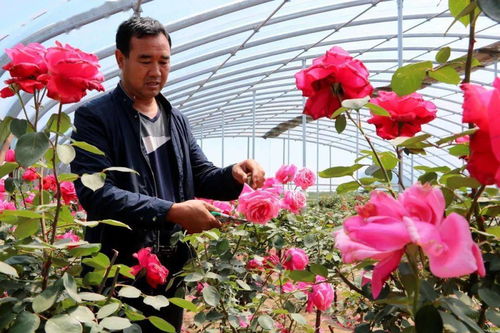 河北河间树状月季种植：如何让村子富起来？