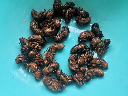 金蝉：自然界的营养宝藏，农业健康新选择