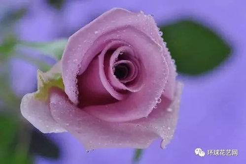 玫瑰花， 美丽与爱的象征