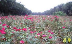 地被月季与红帽子月季：一场植物界的“颜值”对决