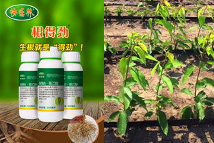 红豆草水淹后，及时排水、施用生根剂