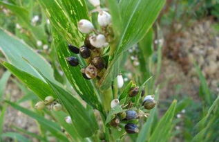 薏米泡水，烂根的可嫩性？