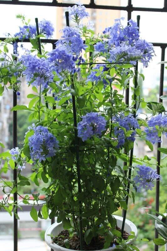 秋季开花的生存法则