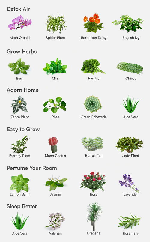 如何选择合适的播种品种：