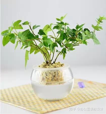 办公室里的绿色魔法