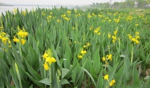 湖北的花朵盛宴：气候与花卉的完美邂逅