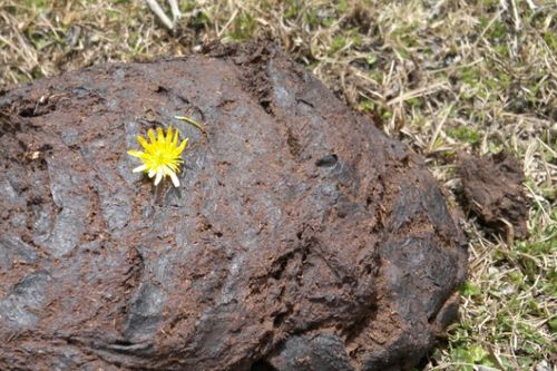 牛粪的作用与注意事项