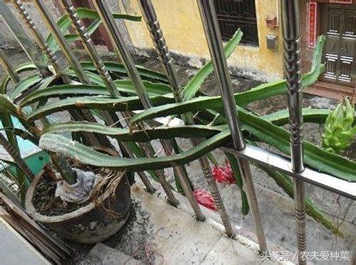 花盆土面发白，是缺水吗？还是其他原因？