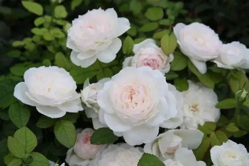 娜荷马：藤本月季中的“花墙皇后”