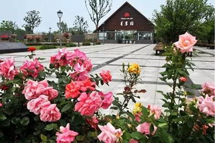 月季园新， 品种繁多