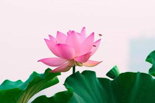 荷花与生肖龙有关，象征吉祥、纯洁