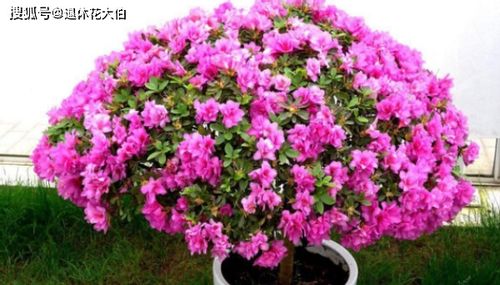 勒杜鹃开花后如何修剪？如何让花朵更繁盛