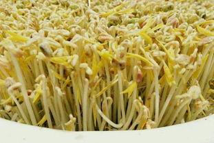 绿豆芽的种植方法