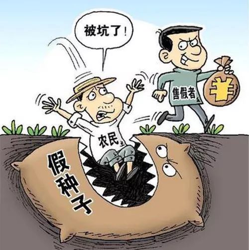 价格迷雾：一斤种子藏着三种价