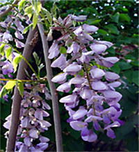 紫藤的生长环境