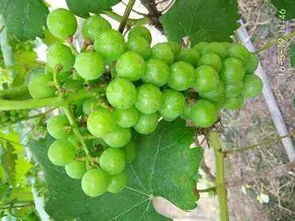 炔螨特：温度敏感的小精灵