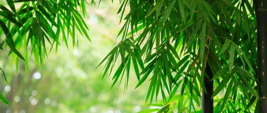 育苗箱里的心痛：泡水泡不对，竹子种子发霉了！