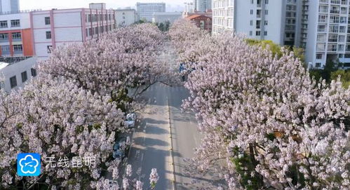 “追寻岁月的香气，泡桐花的花语与传说