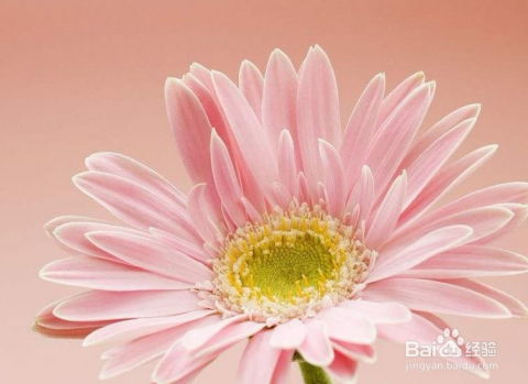 非洲菊的小秘密