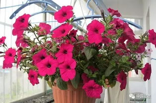 晓韵田园的矮牵牛盛宴