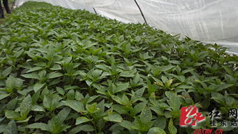 春意盎然蔬菜种植季