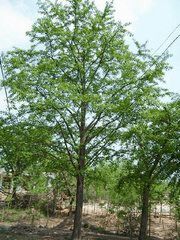 南方景观树以常绿为主