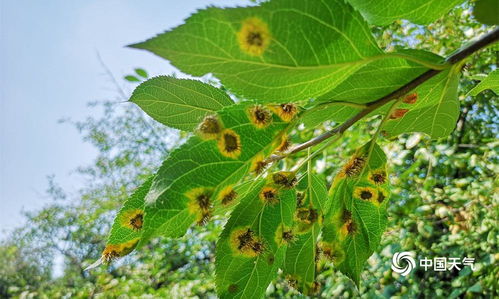 不同锈病的小习性：各自的特点