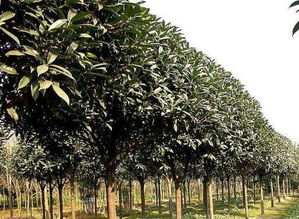 桂花施肥时如何根据不同生长阶段合理施用肥料以达到最佳效果