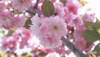 花形对比， 美不胜收