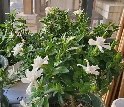 枝子花黄叶脱落，是何原因导致