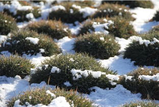 四季常青？别Zuo梦了！