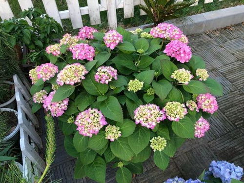 金莲花， 支架下的美丽