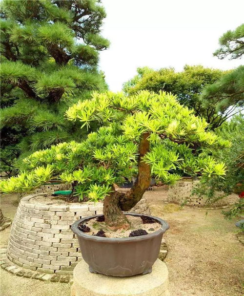 植物激素的奥秘