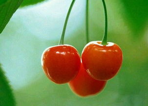 长江流域种植者的秘密武器