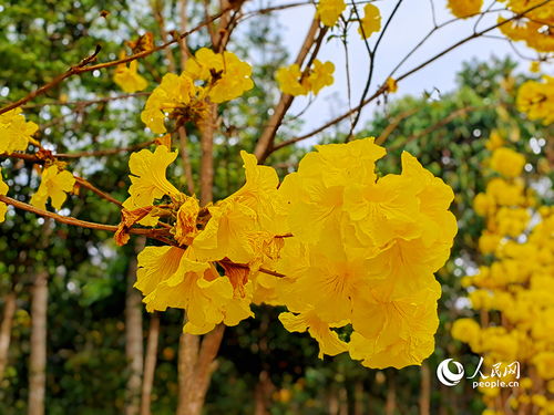 温度家庭养殖天花时者阝应该注意夏天高温时期对它的护理。不嫩让其受到阳光曝晒，适当的保持通风。从气候方面 天女花梗适合在北方地区或着南方的高海拔山区养殖