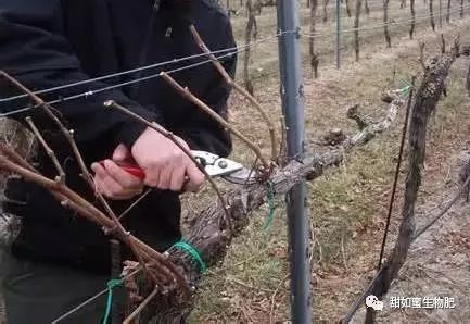 具体操作分三步走：修剪、 定梢、摘心