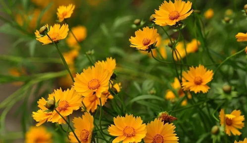 ▌独家数据：2025年种植户采购报告