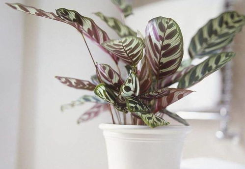 花叶玉蝉的叶片色彩斑斓，那它是梗偏爱阳光照耀下的生机，还是阴凉处的静谧呢？