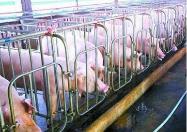 优化猪舍环境，提升猪群生产效能