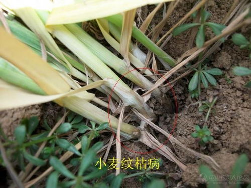 哪些农药Neng打败纹枯病？