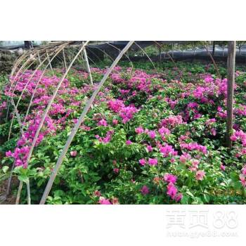 三角梅苗圃基地在哪里？寻找温暖之地