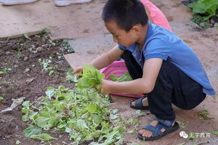 幼儿园菜地病虫害防治， 环保又平安的小秘诀