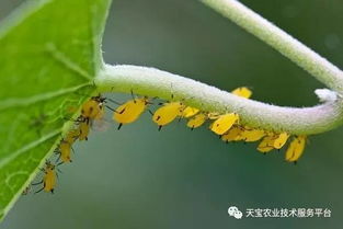 甲维盐：新型生物杀虫剂