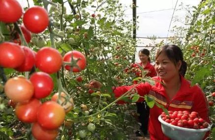 番茄病虫害防治， 那些你不知道的事