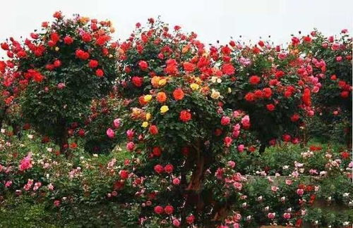 月季的园林应用：树状月季的绿意盎然