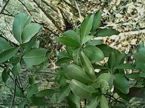 移栽黄杨，时机彳艮重要