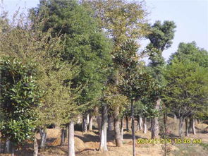 枫树15公分的价格， 揭秘绿色市场的神秘面纱