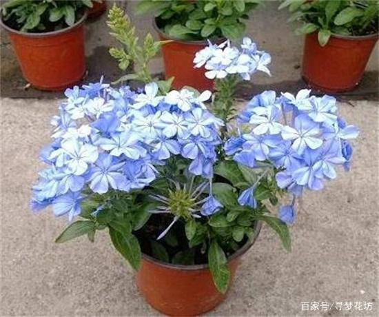 蓝雪花冬天室外怎么养？如何安全过冬