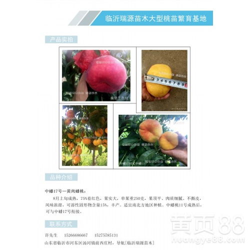冬桃成熟时间与品种一览：揭秘其市场前景！